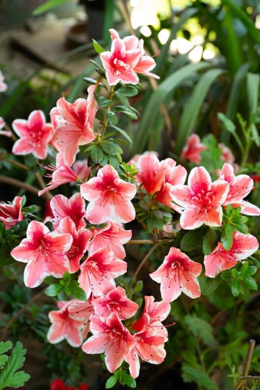 A cluster of Azalea 'Mrs Kint' flowers display pink and white blooms amid green leaves, with softly blurred foliage in the background.