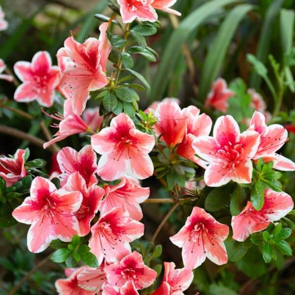 A cluster of Azalea 'Mrs Kint' flowers display pink and white blooms amid green leaves, with softly blurred foliage in the background.