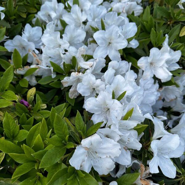 Azalea 'Mrs Kint'—a cluster of white blooms surrounded by green leaves, with a few purple buds visible in the background.