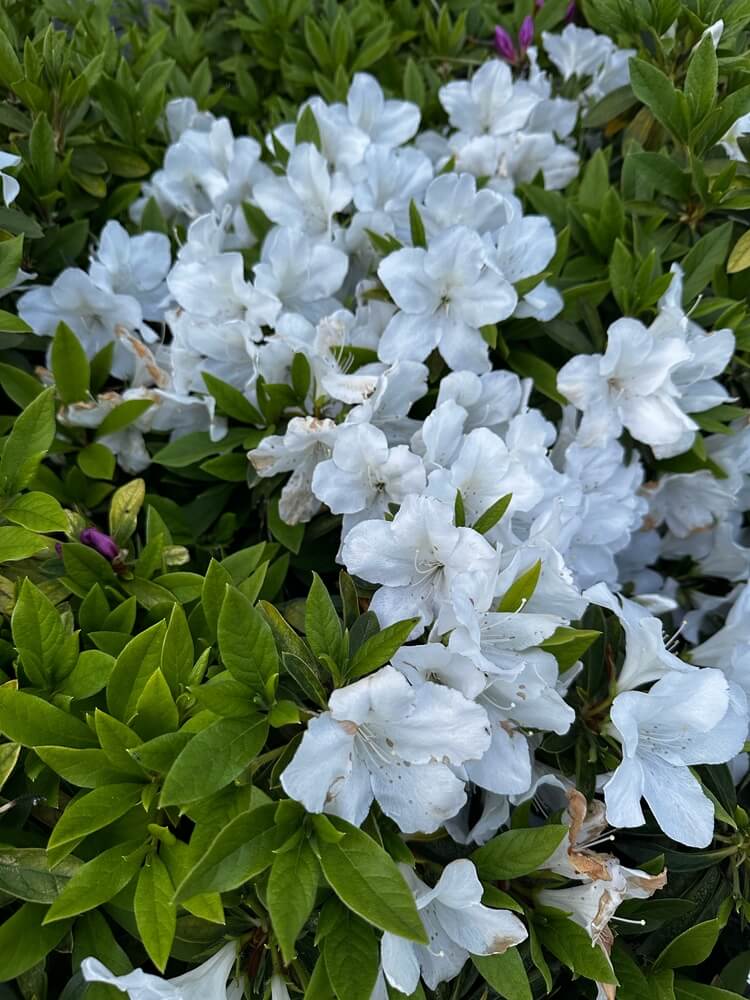 Azalea 'Mrs Kint'—a cluster of white blooms surrounded by green leaves, with a few purple buds visible in the background.