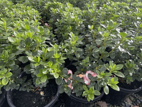 Azalea 'Candy Stripe' 8" Pot - Image 2