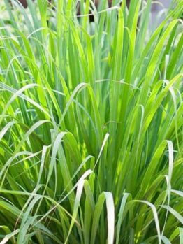 Close-up of a Lemongrass 3" Pot, showcasing its long, slender leaves beautifully fanning out.