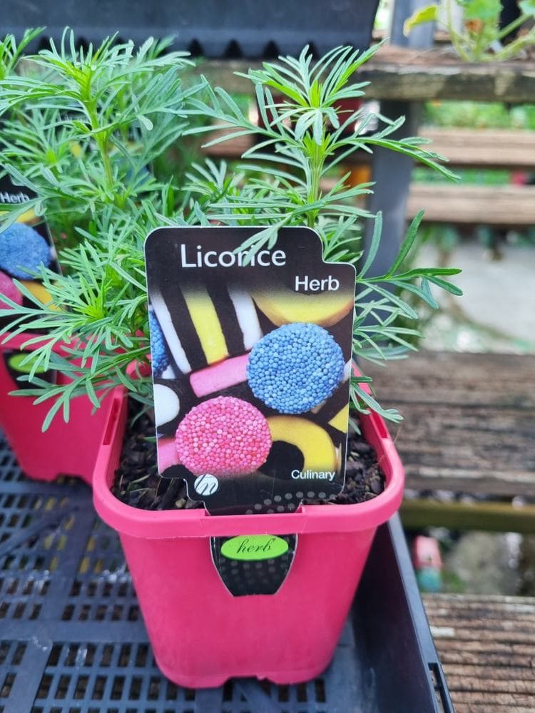 Licorice Herb 4" Pot - Image 2