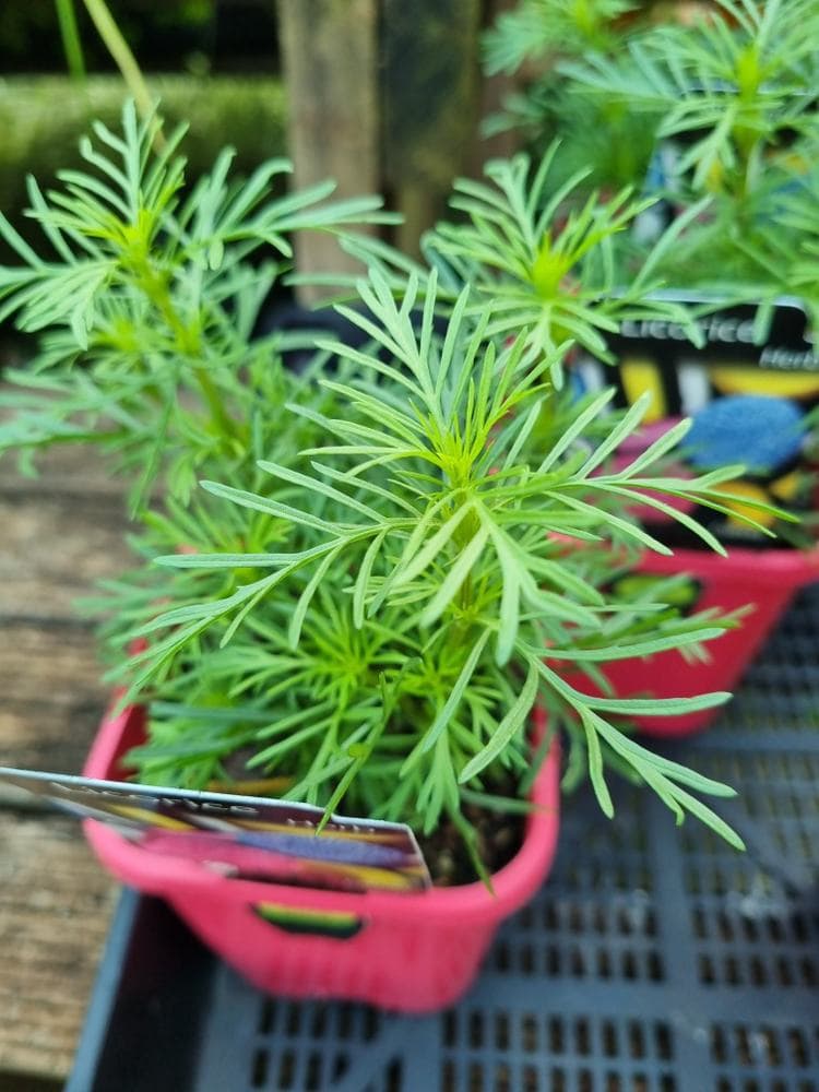 Licorice Herb 4" Pot - Image 3