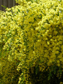 Acacia 'Gold Dust Wattle' @ Hello Hello Plants