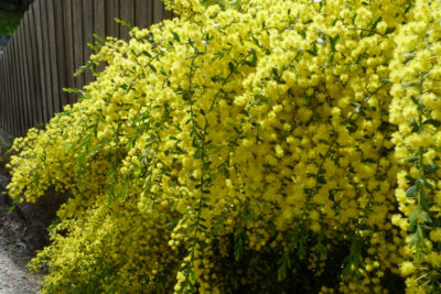 Acacia 'Gold Dust Wattle' @ Hello Hello Plants