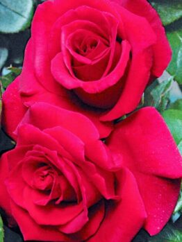 Three vibrant red Rose 'Grandpa's' Bush Form with lush green leaves, close-up view.