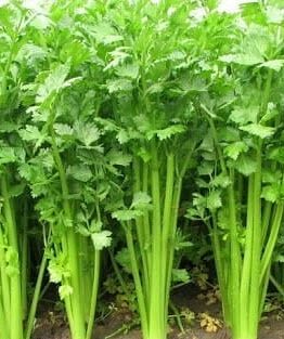 Lush-leaved, tall Celery plants thriving in a garden.
