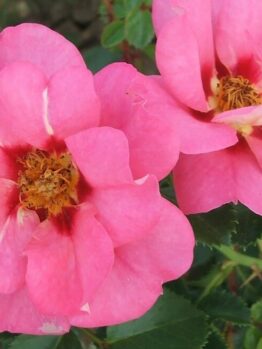 David Austin 'Candy Eyes' @ Hello Hello Plants