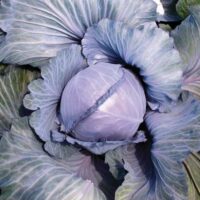 Cabbage 'Super Red' @ Hello Hello Plants