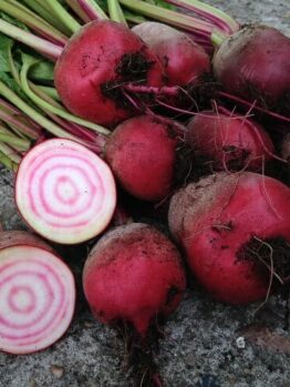 Beetroot Chioggia @ Hello Hello Plants