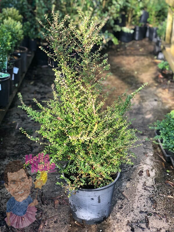 BoxOz lonicera nitida 10" pot