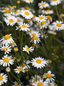 Lawn Chamomile @ Hello Hello Plants