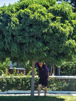 A person stands under a lush Robinia 'Mop Top' tree, holding a branch, with a fence and greenery in the background.
