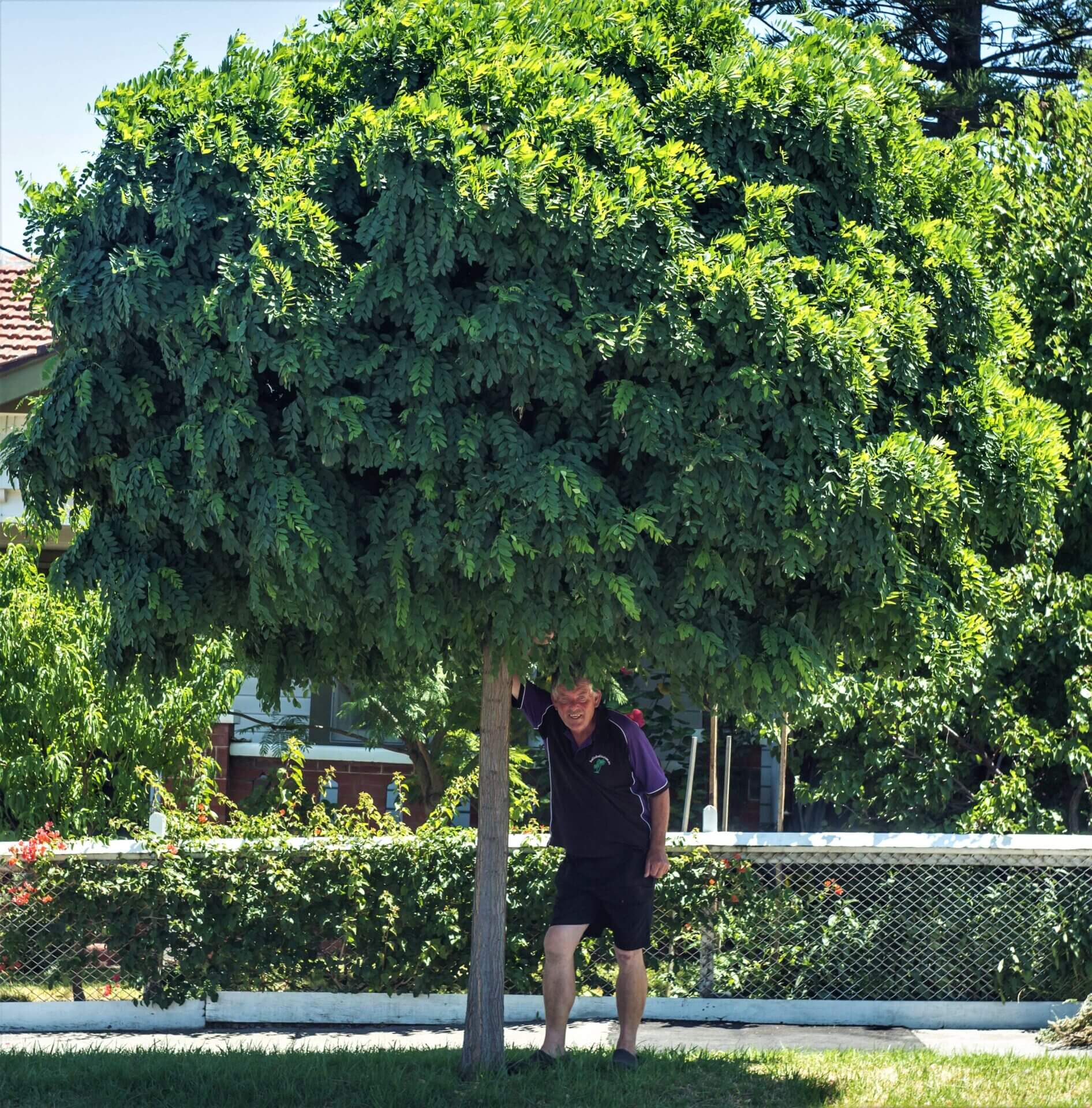 A person stands under a lush Robinia 'Mop Top' tree, holding a branch, with a fence and greenery in the background.