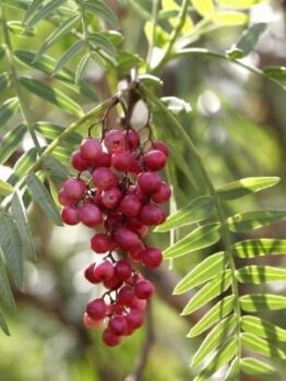 Clusters of red berries dangle from the branches of the Schinus 'Peppercorn Tree,' their vibrant hue contrasting with its lush, slender leaves.