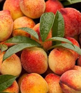 A close-up image of fresh, ripe peaches from the Prunus 'Peacherine' Fruit Tree (Bare Rooted) with dew drops and green leaves, densely packed in a container.
