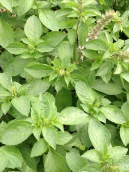 Close-up of lush green basil leaves, densely covering the frame, flourishing like Basil 'Perennial' in a 4" Pot.