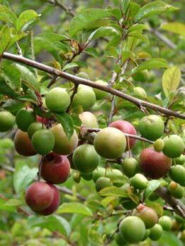 Plum Amber Jewel @ Hello Hello Plants