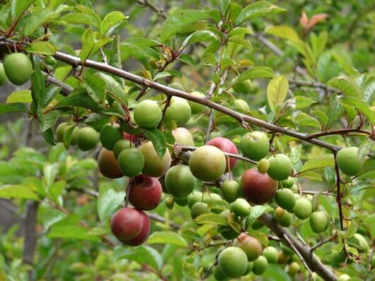 Plum Amber Jewel @ Hello Hello Plants