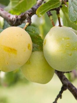 Coe's Golden Drop Plum @ Hello Hello Plants