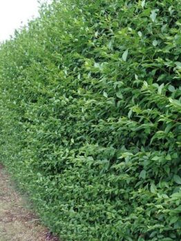 A neatly trimmed green Ligustrum 'European' Privet 6" Pot hedge alongside a garden path.