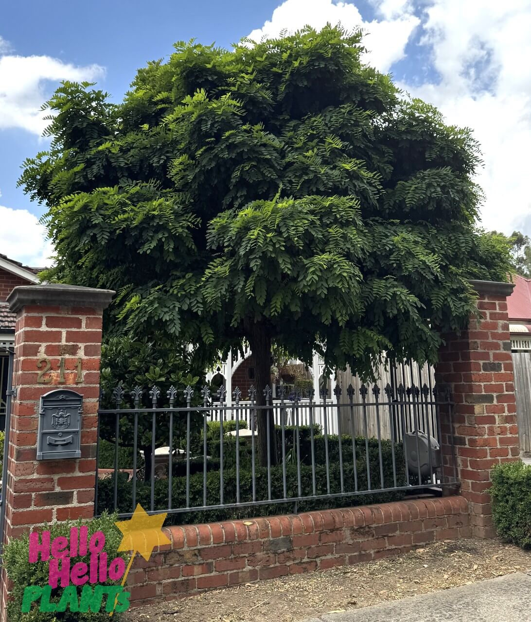 A Robinia 'Mop Top' grows behind a brick and iron fence in front of a house, with a postbox attached to the fence. melbourne suburbia