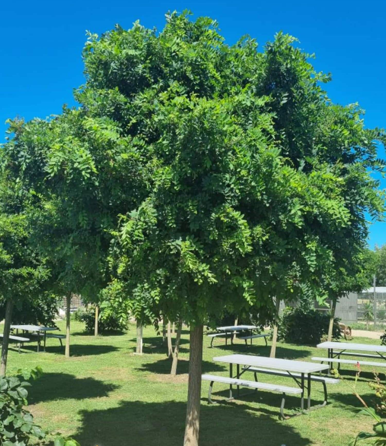 Robinia Mop Top