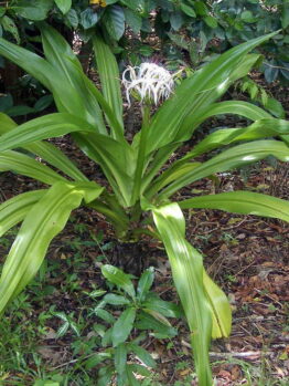 A lush green Crinum 'Swamp Lily' 8" Pot, with long leaves and a small, white flower cluster in the center, growing in a garden setting.