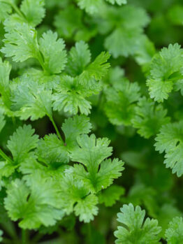 Coriander 4" Pot