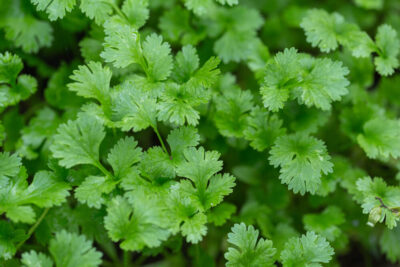 Coriander 4" Pot