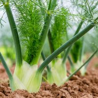 Fennel 'Green' 4" Pot