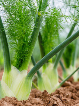 Fennel 'Green' 4" Pot