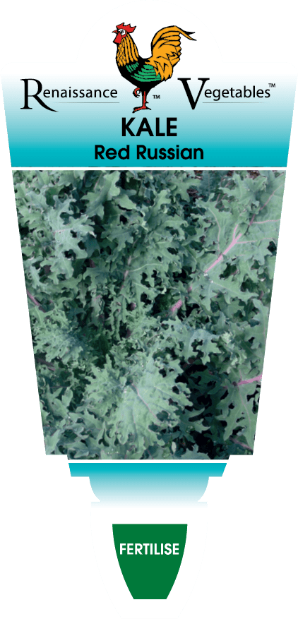 Kale 'Red' 4" Pot - Image 3
