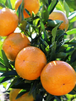 Ripe Citrus Mandarin 'Imperial' 8" Pot hanging on a tree branch with sunlight filtering through the leaves.