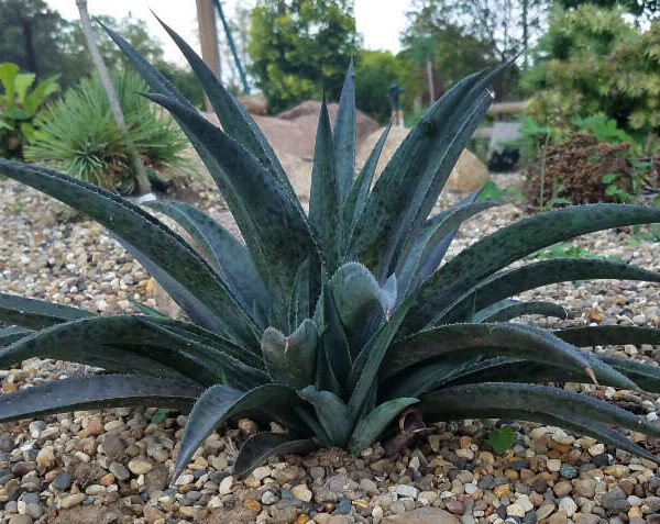 angave 'Pineapple Express' @ Hello Hello Plants