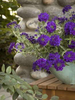 Verbena 'Deep Purple' @ Hello Hello Plants