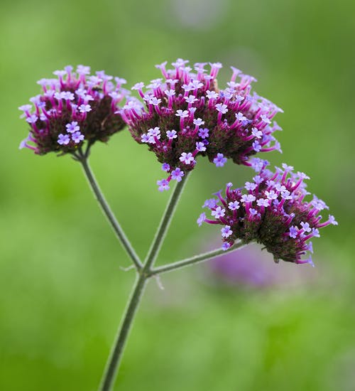 Verbena 'Bonariensis' 3" Pot in bloom with a blurred green background.