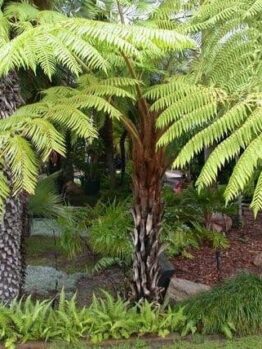 Norfolk Tree Fern @ Hello Hello Plants