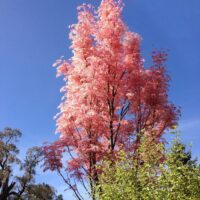 Chinese Toon Tree