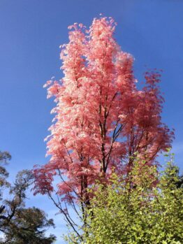 Chinese Toon Tree