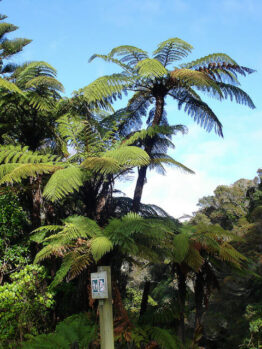 Black Tree Fern @ Hello Hello Plants