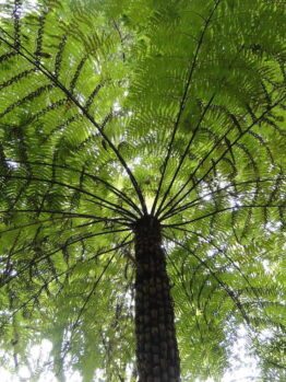 Rough Tree Fern @ Hello Hello Plants