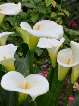 Aethiopica 'Arum lily' @ Hello Hello Plants