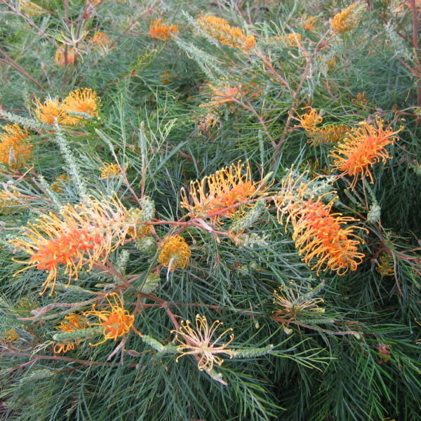 Grevillea 'Honey Gem' @ Hello Hello Plants