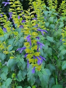 Salvia 'Limelight'
