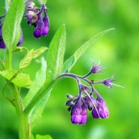 Comfrey