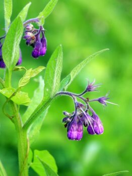Comfrey