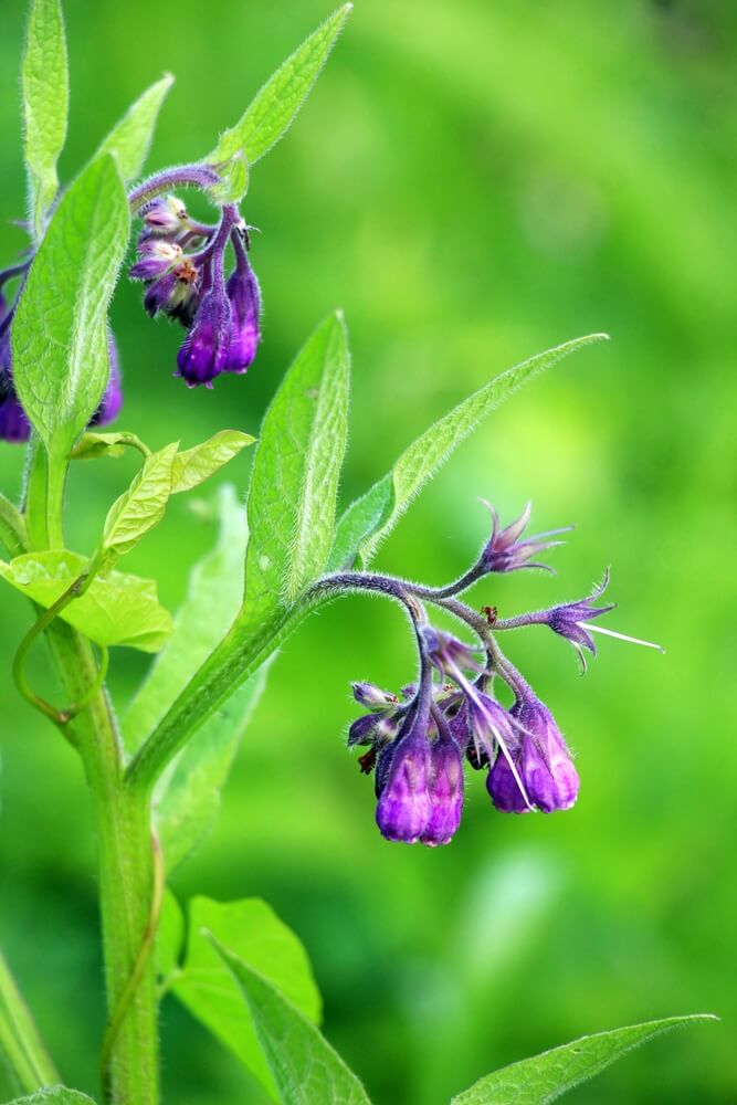 Comfrey 4" Pot