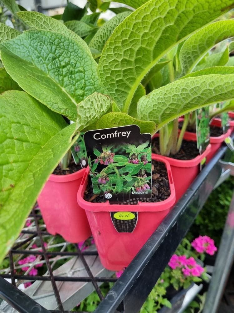 Comfrey 4" Pot - Image 3